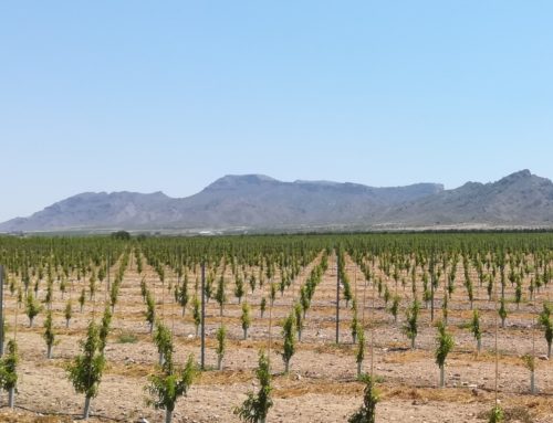 Nuevas plantaciones de fruta ecológica